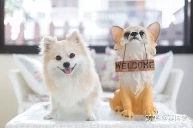 日本房地产介绍服务和狗狗一起开始生活的时候，狗的摆件