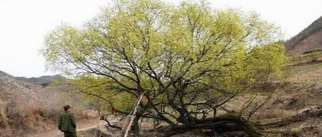 河北发现长脚古树，竟然能在200年内行走150米！