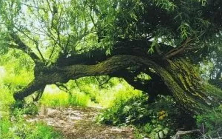 河北发现长脚古树，竟然能在200年内行走150米！