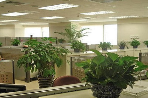 办公室风水植物能净化空气的植物你知道吗？