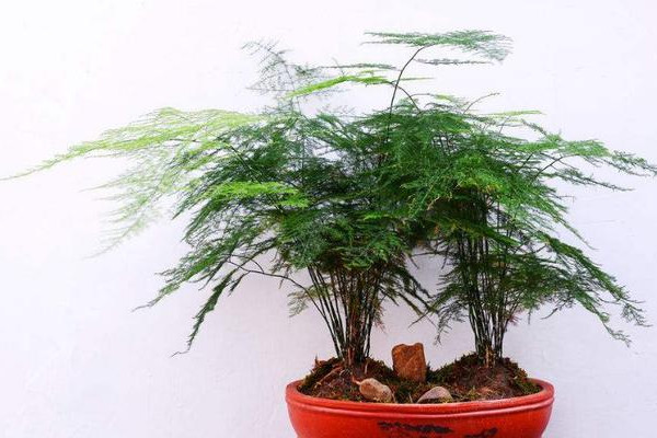 为什么家里不能养文竹？有毒吗？