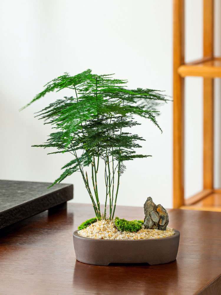 为什么家里不能养文竹？有毒吗？