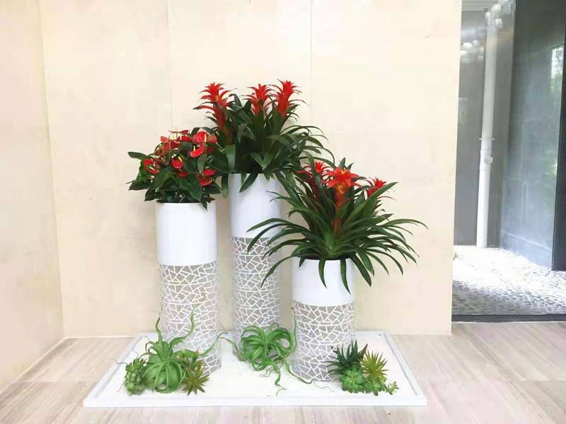 武汉绿丛园林办公室摆放植物的益处及注意事项
