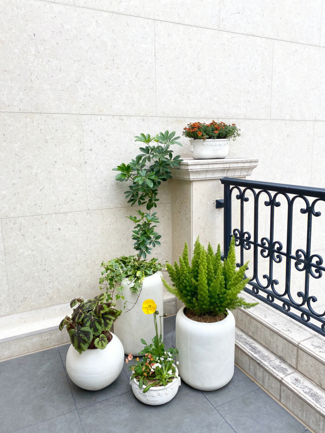 阳台上有生旺作用的植物有以下几种？