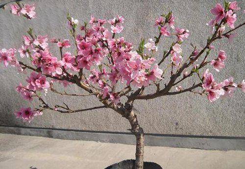 这种桃树开花不结果，意味着什么？