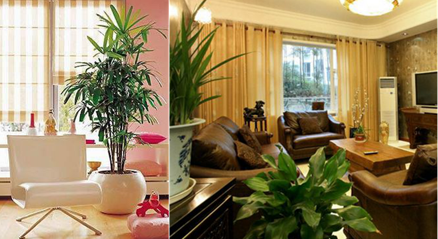 慈世堂：家里放这五种植物，让你财源滚滚来！